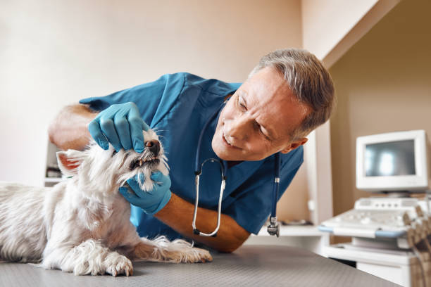 Best Emergency Treatment for Dental Infections or Abscesses in Sugar Grove, IL
